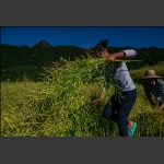 收油菜