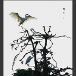 象山白鹭