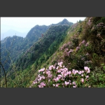 春来龙凤杜鹃花开