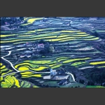 希望的田野