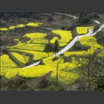 龙凤梯田