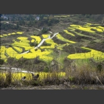 龙凤梯田