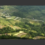 龙凤梯田