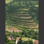 龙凤梯田