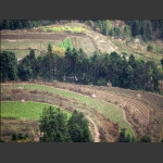 龙凤梯田