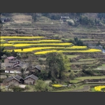 龙凤梯田