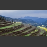 龙凤梯田