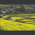 龙凤梯田