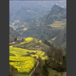 龙凤梯田