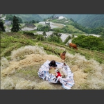 收获的季节