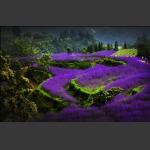 包公山观花