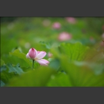 雨荷