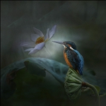 一花一世界