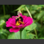 赏花