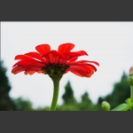 赏花