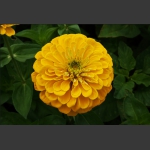 赏花