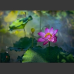 荷  花