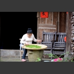 採茶精先