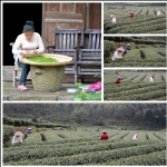 採茶掠影