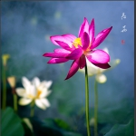 荷  花