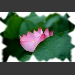 荷