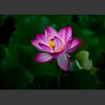 荷蕊迎蜂