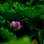藏蕊