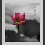 出水芙蓉