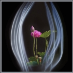 一茎莲花圣洁千年