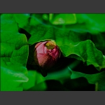 花中莲
