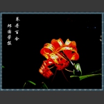 卷丹百合