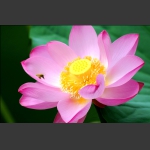 蜜蜂与荷花
