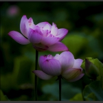 姐妹花