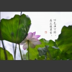 荷塘花韵