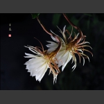 昙花