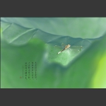 荷韵