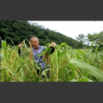小谷黄了