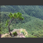 悬崖松