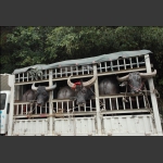 贵州斗牛参战三家馆斗牛场盛大开业