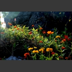 山花烂漫
