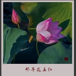 那年花正红