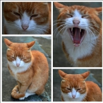 家猫