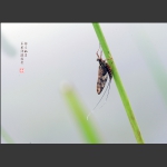 蜉蝣