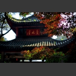 红叶情丝