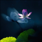 灼灼夏花