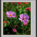秋花