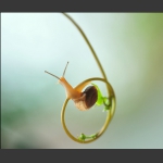 蜗牛