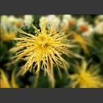美丽秋菊