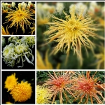 美丽秋菊