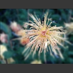 美丽秋菊